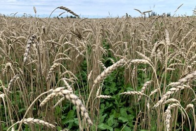 SARE/CTIC 2025/2026 National Cover Crop Survey